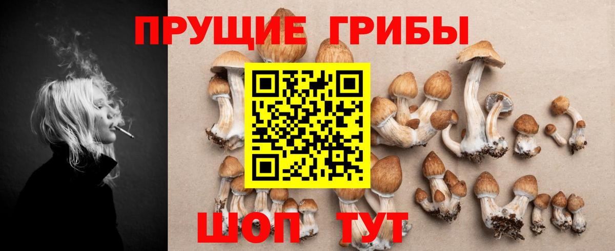 Галлюциногенные грибы Psilocybe Камень-на-Оби